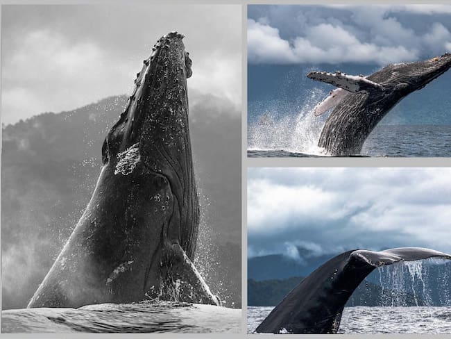 En Colombia existe la guía de avistamiento de ballenas del ministerio del medio ambiente que se debe cumplir para evitar accidentes.