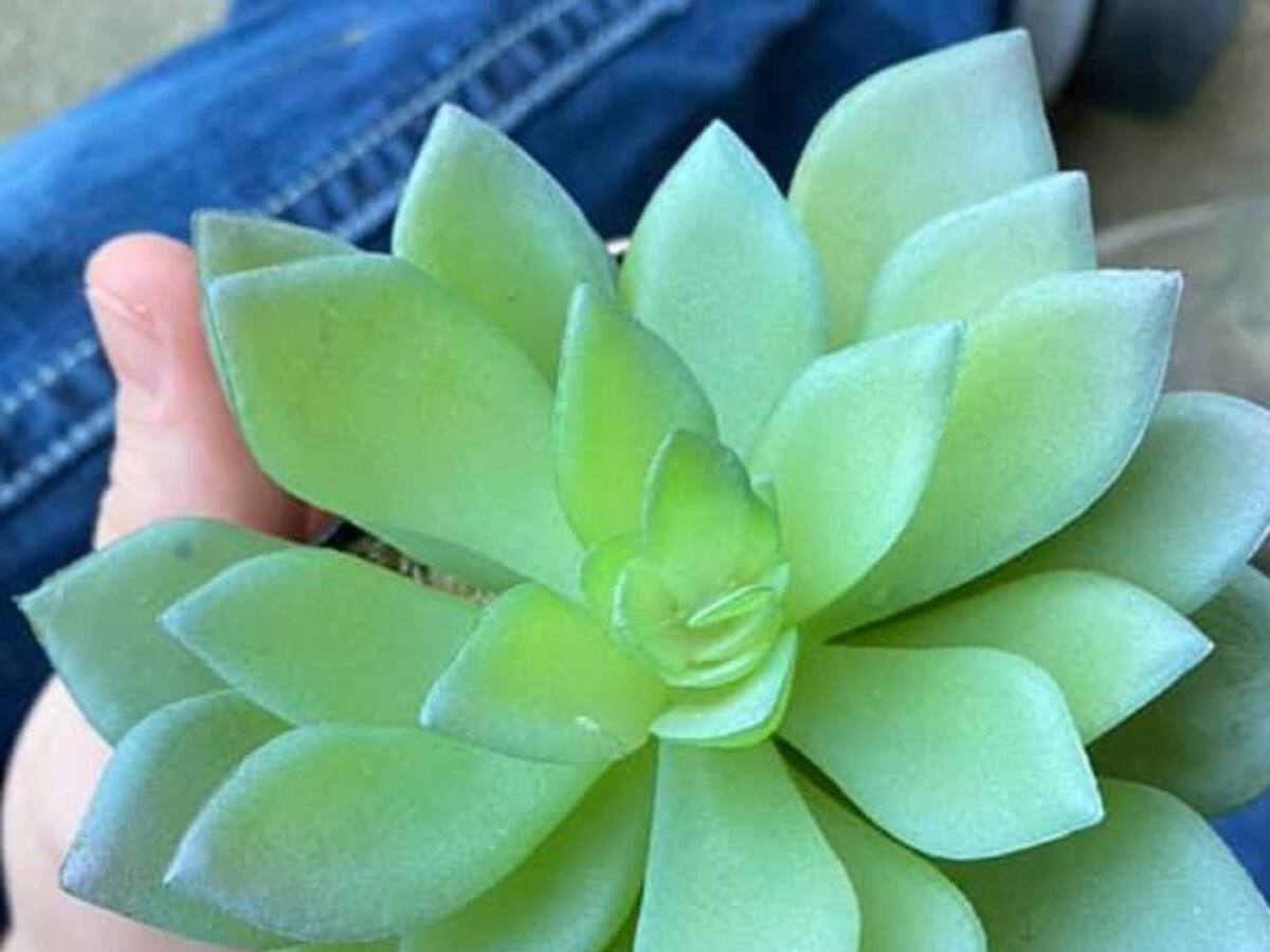 Pasó dos años regando esta planta y descubrió que era de plástico