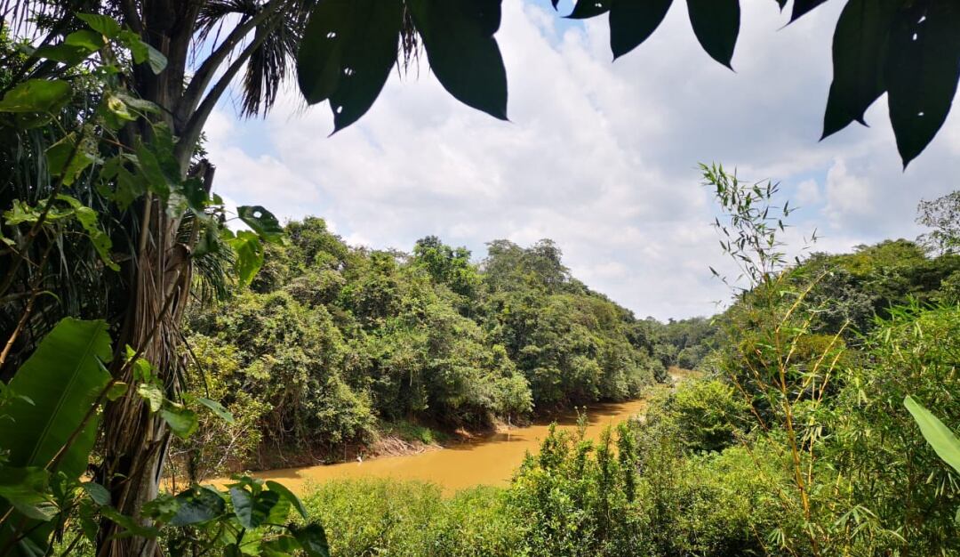 Campesinos de Calamar piden apoyo para no talar y no sembrar coca 