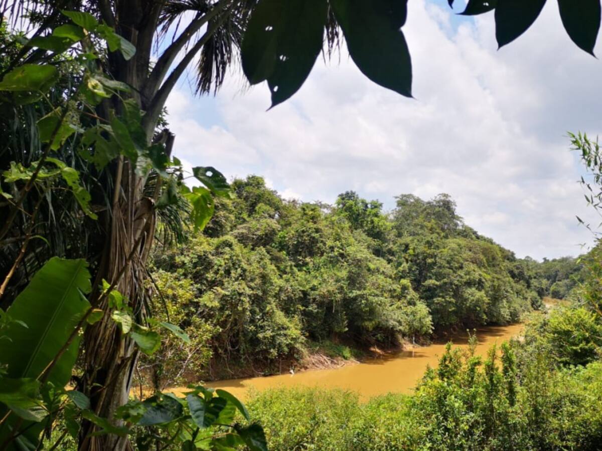 Campesinos de Calamar piden apoyo para no talar y no sembrar coca