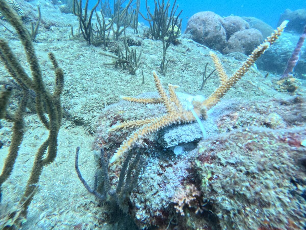 62 colonias de corales fueron trasplantadas en el Parque Nacional Natural Tayrona