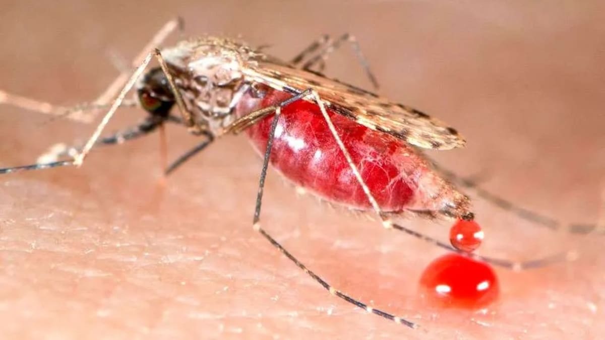 Alerta por brote de malaria en zonas indígenas de Pueblo Rico y Mistrató en Risaralda