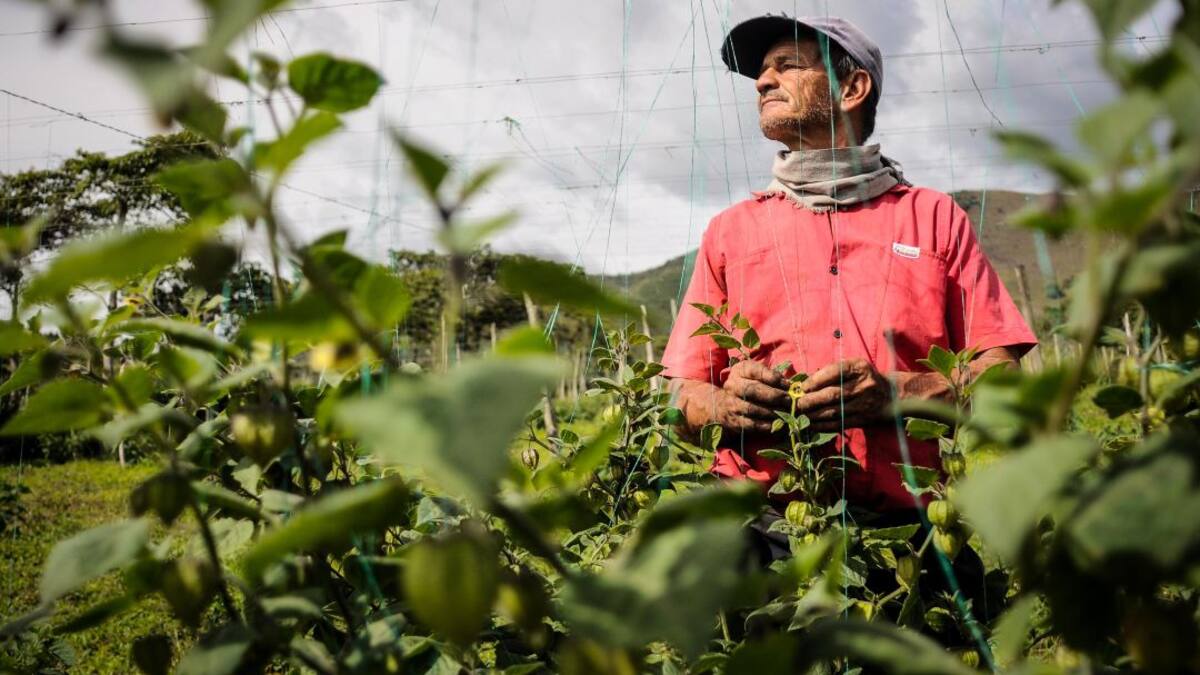 Buscan comercializar productos del campo a través de plataforma virtual