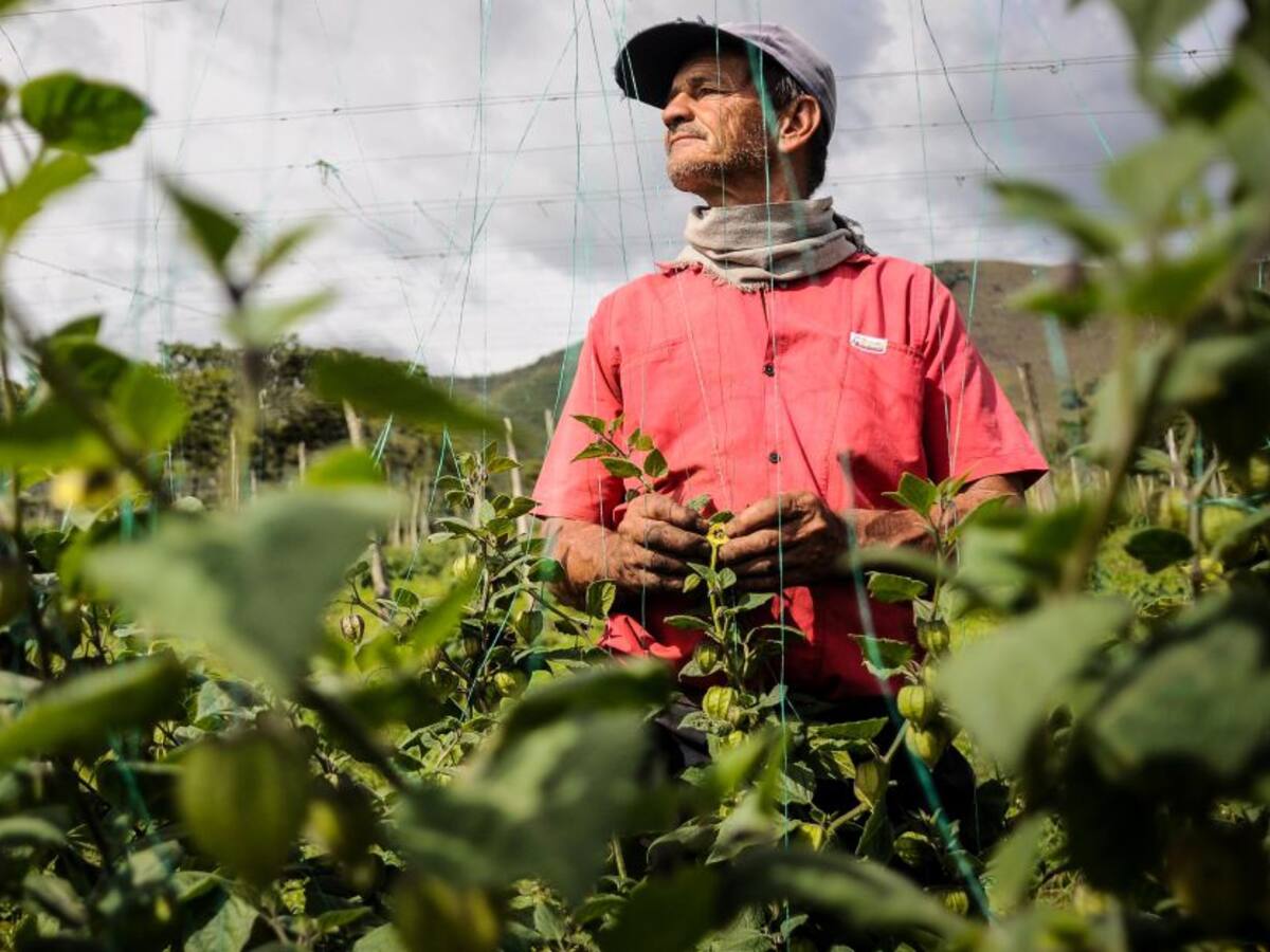 Buscan comercializar productos del campo a través de plataforma virtual