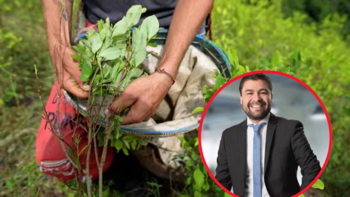 Dejar medición de ONU sobre cultivos de coca genera desconfianza internacional: Javier Flórez