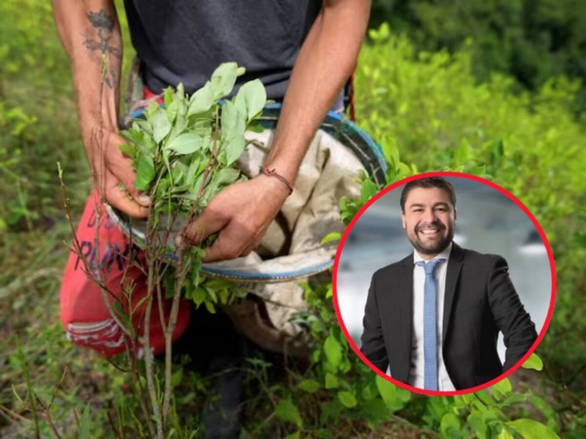Dejar de usar medición ONU sobre cultivos de coca genera desconfianza internacional: Javier Flórez