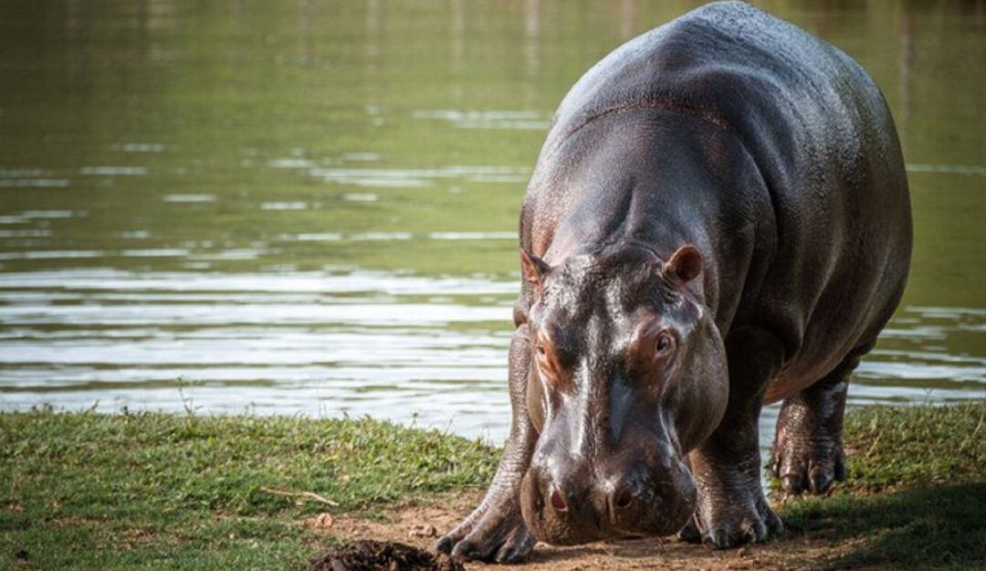 Hipopótamos de Pablo Escobar