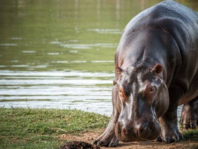 Hipopótamos de Pablo Escobar son una amenaza para las especies nativas