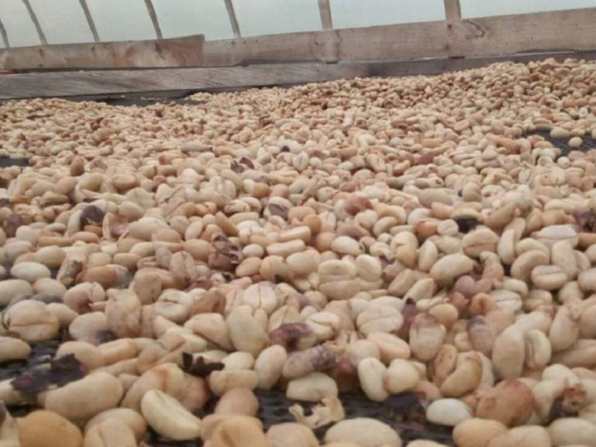 Baja producción y exportación de Café en septiembre con referencia al 2020