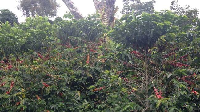 Cosecha cafetera en Caldas