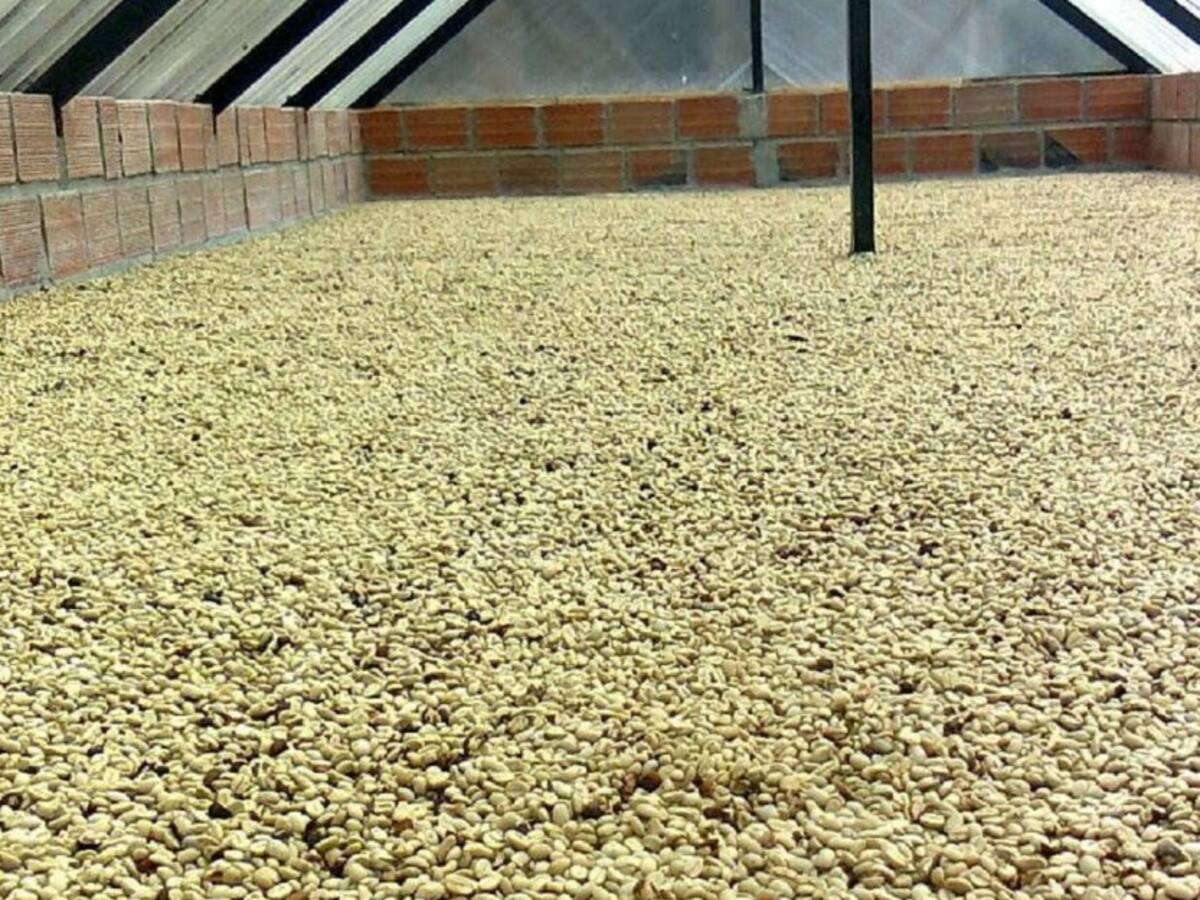 Recomendaciones de la Federación de Cafeteros para el manejo de la broca