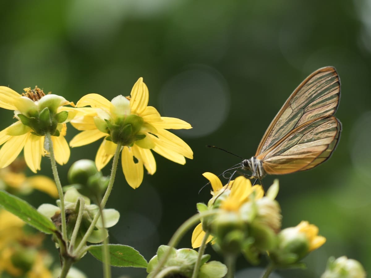 Medellín se convierte en la primera ciudad del país en pagar por cuidar la naturaleza