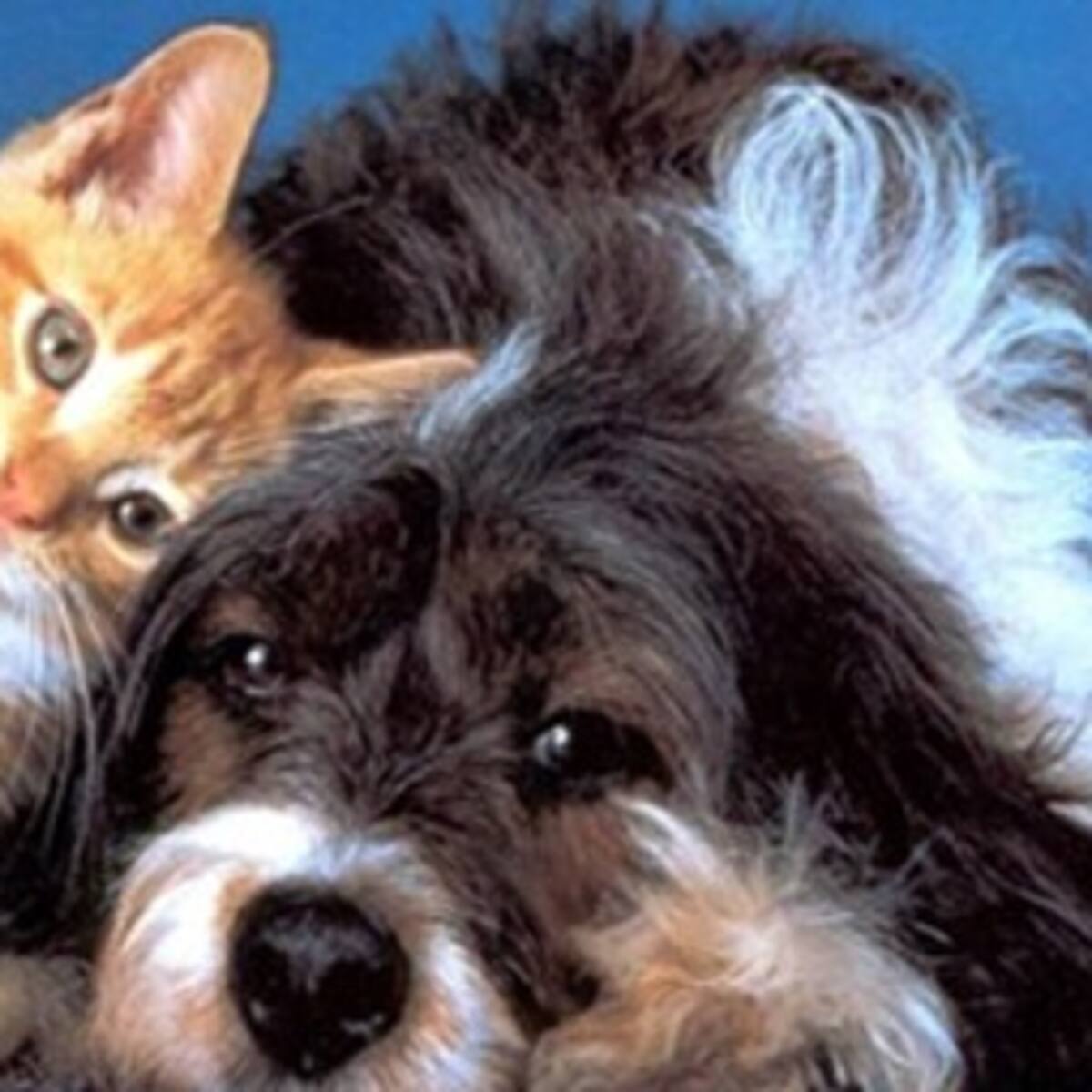 El plan de desarrollo para Bogotá con 107 mil millones de pesos de inversión no acoge claramente la protección animal