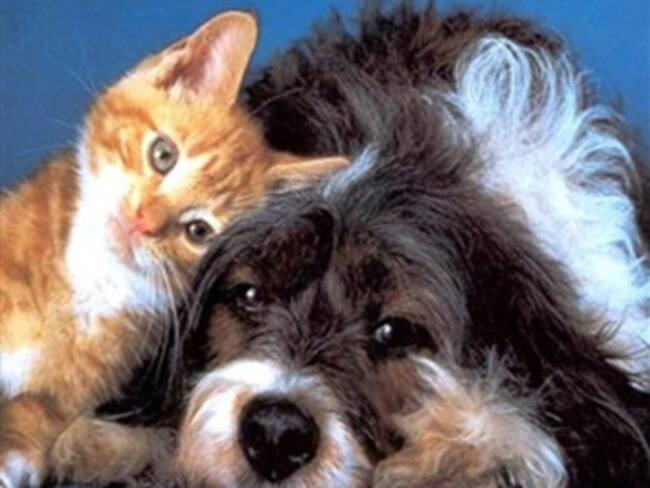 El plan de desarrollo para Bogotá con 107 mil millones de pesos de inversión no acoge claramente la protección animal