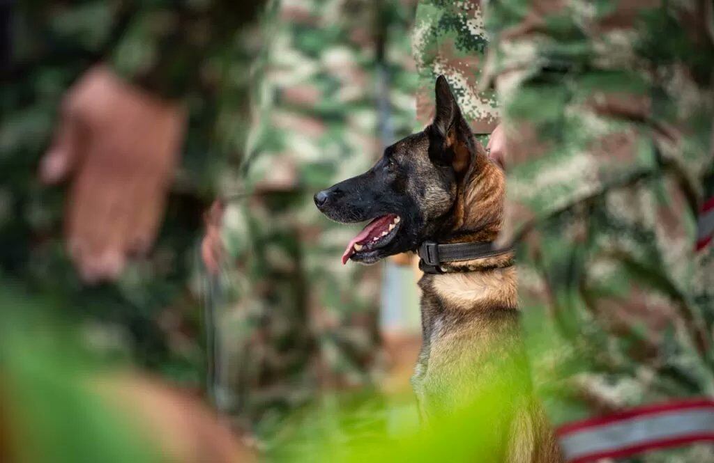 Wilson, perro rescatista.Foto: Twitter @COL_EJERCITO