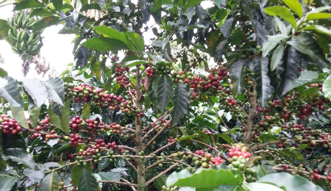 Cosecha cafetera en Caldas