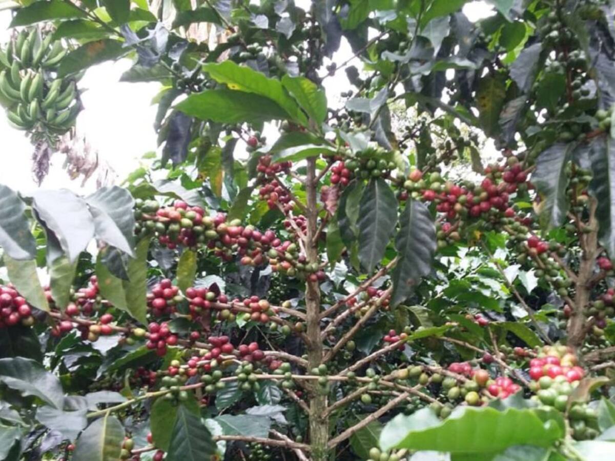 Plan Cosecha para tener jornadas seguras de recolección