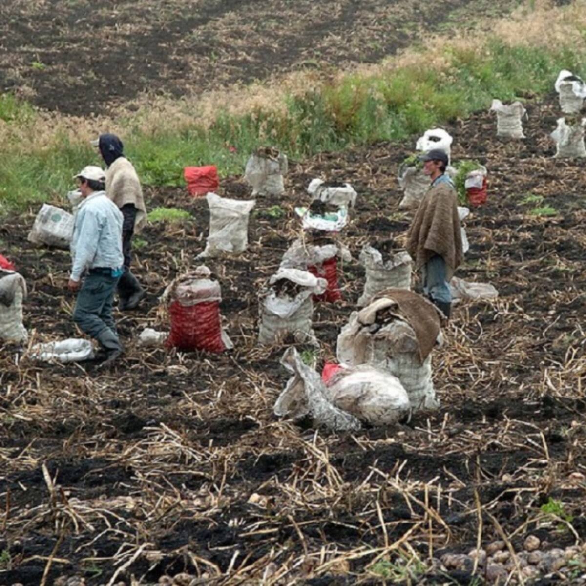 Paperos se unen contra intermediarios y proyectan Día de la Papa en Boyacá