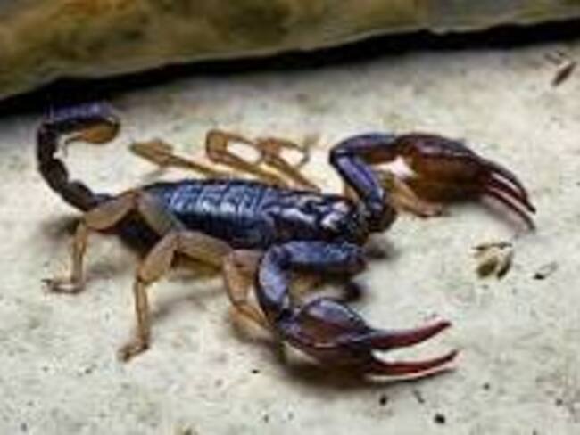 Mujeres las mayores afectadas.. Foto Relacionada.