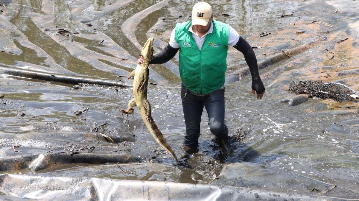 Rescatan a ocho babillas atrapadas en un depósito de aguas lluvias en zona rural de Neiva