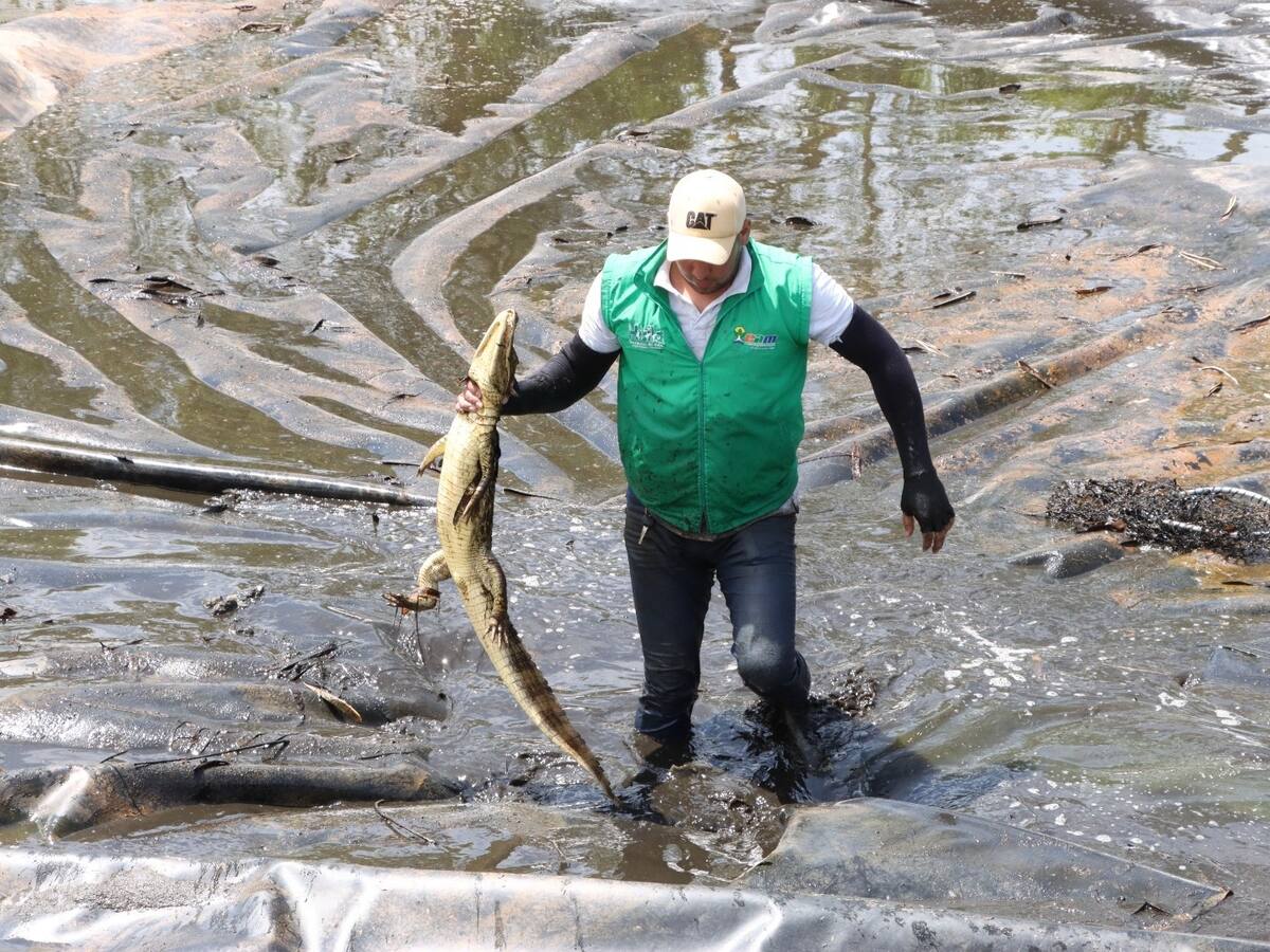 Rescatan a ocho babillas atrapadas en un depósito de aguas lluvias en zona rural de Neiva