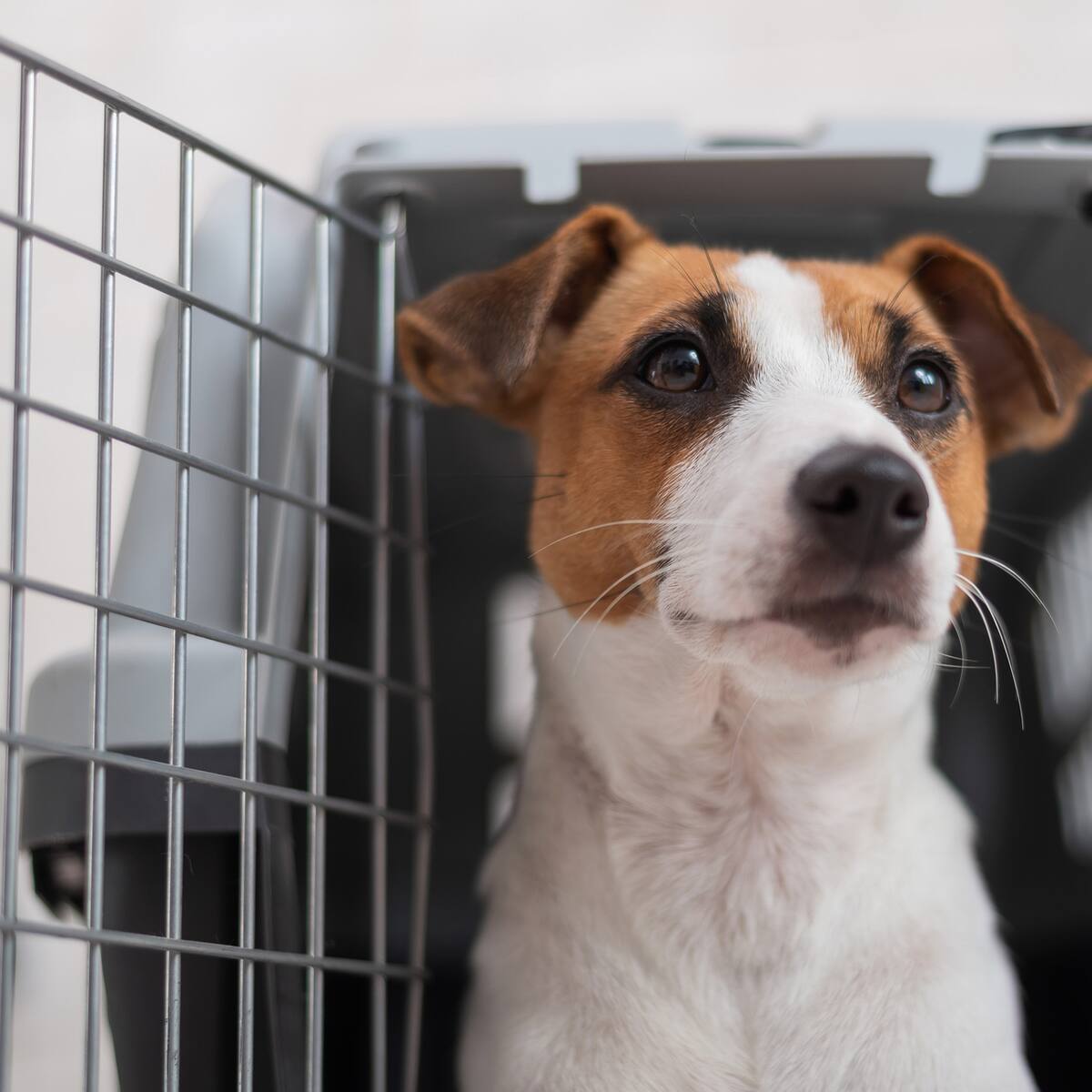 Sec. de Ambiente responde por retraso del 32% en obra de Casa Ecológica para Animales