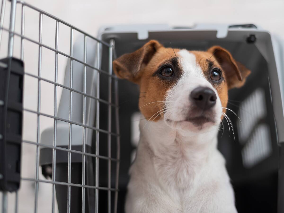 Sec. de Ambiente responde por retraso del 32% en obra de Casa Ecológica para Animales