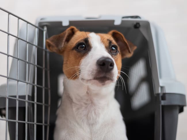 Imagen de referencia de perro mascota de apoyo emocional. Foto: Inside Studio / Getty Images