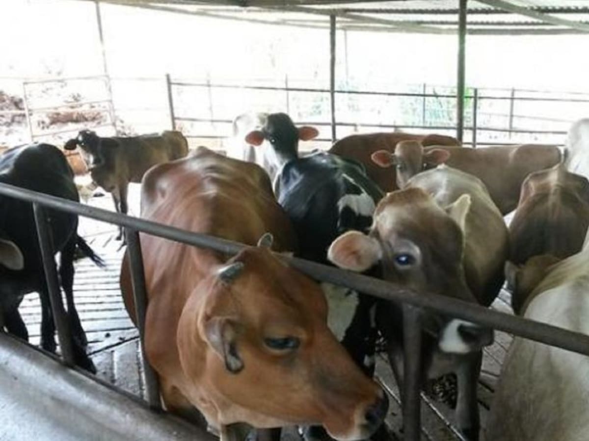 VIDEO: Bloqueo de vías afecta el sacrificio de ganado