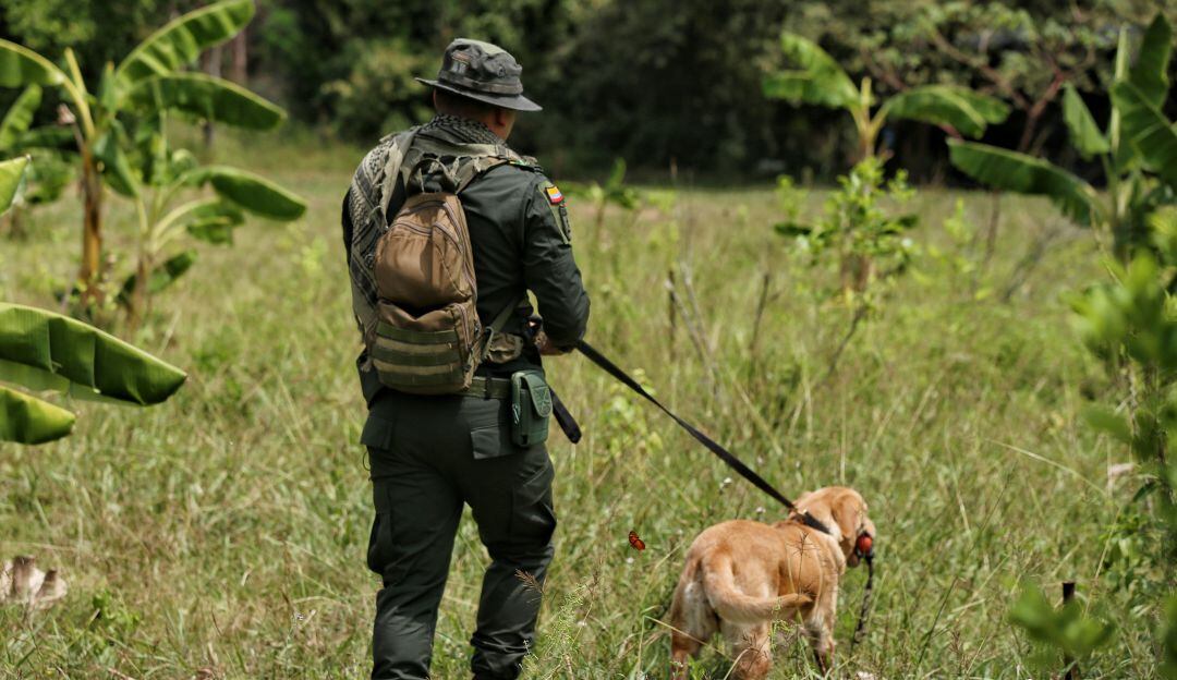 Imagen de referencia.