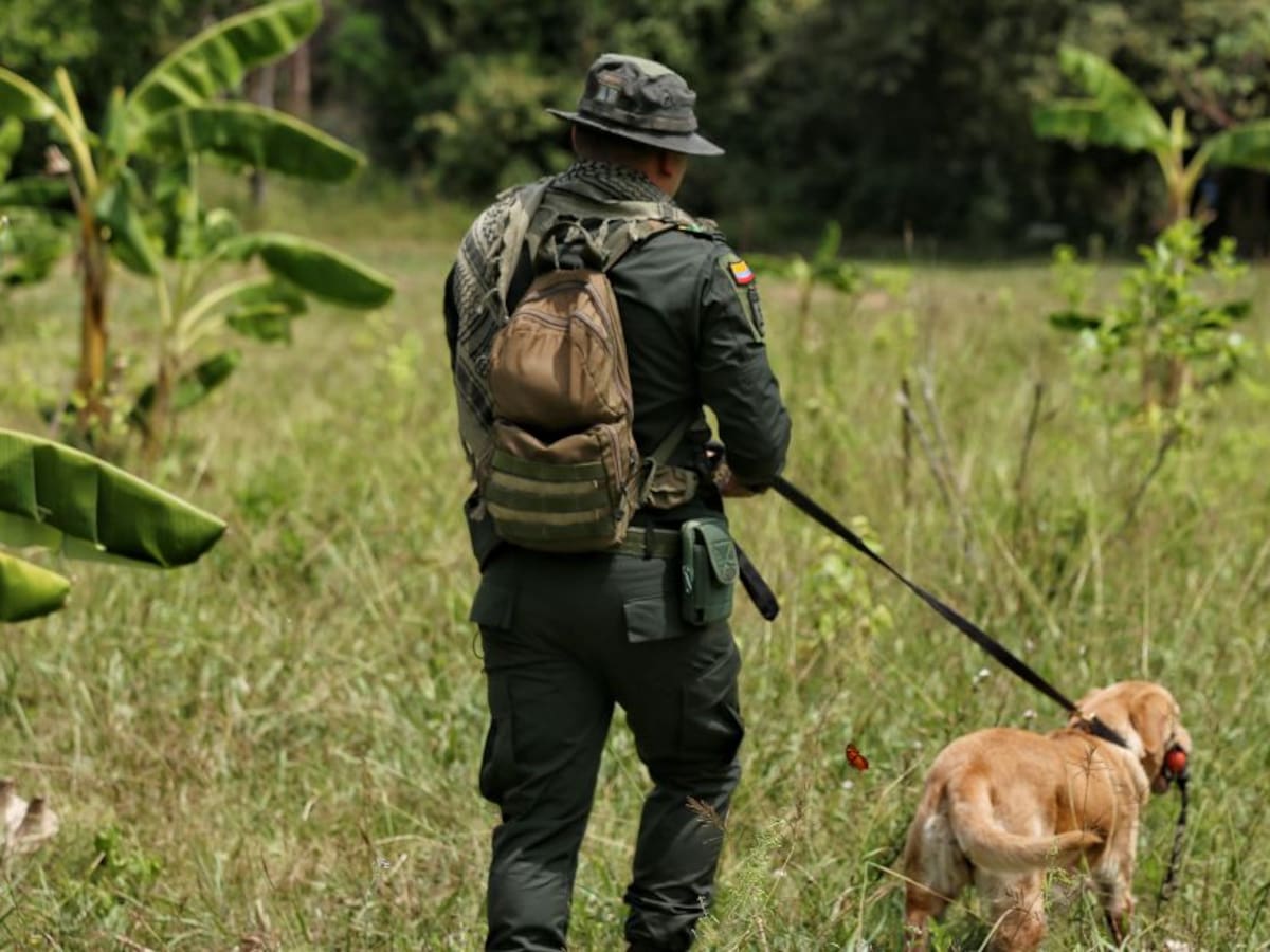 MinDefensa destaca informe de EE.UU. sobre reducción de cultivos ilícitos