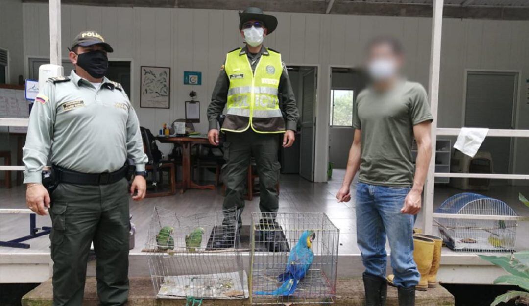 Animales recuperados