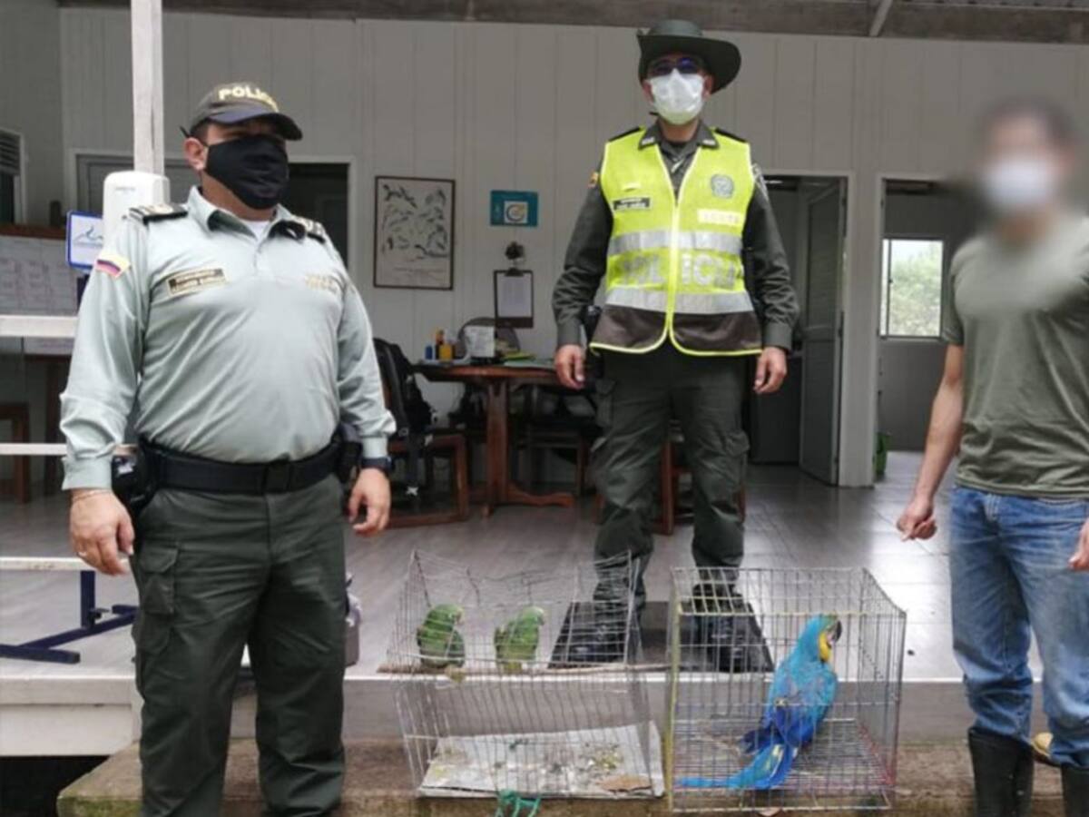 En controles al tráfico de biodiversidad recuperan tres aves silvestres