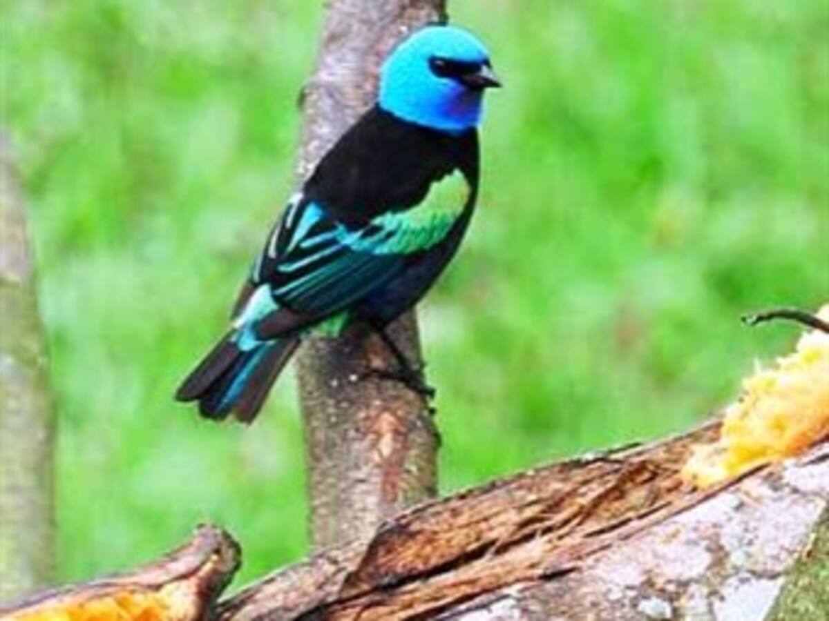 En Manizales se reúnen expertos en turismo de observación de aves