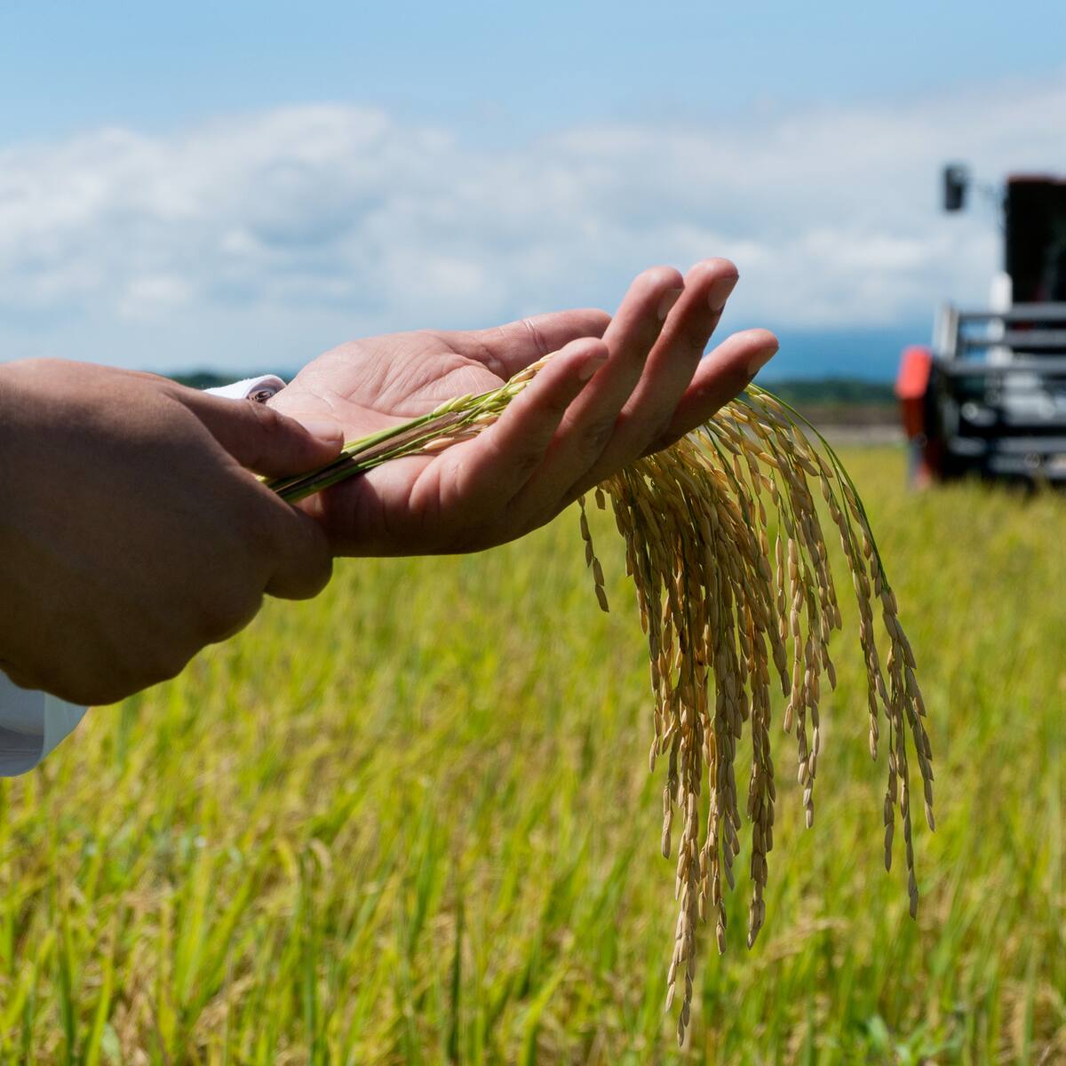 “Nuestro candidato es quien ofrezca lo que falta a la agricultura”: Fedearroz