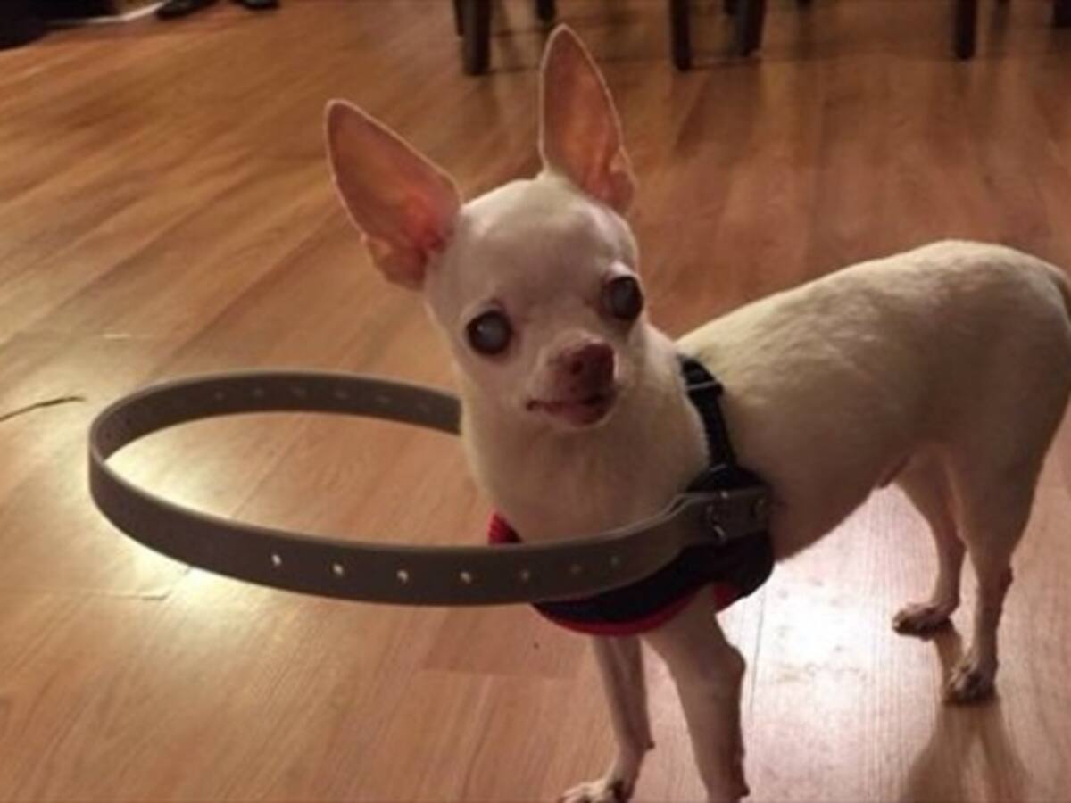 Perro ciego logra caminar gracias a invento de sus dueños
