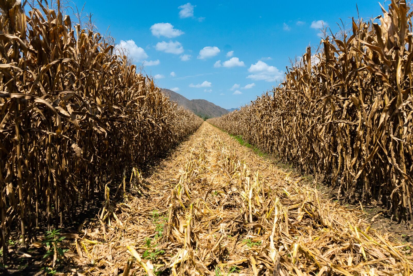 Fenalce denuncia la falta de garantías para sembrar maíz en Colombia y pide políticas públicas para aumentar la productividad y reducir la dependencia de importaciones.