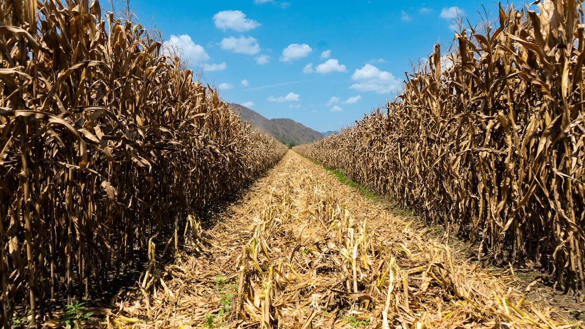 Colombia aumenta su dependencia alimentaria: Importaciones de granos crecieron 10,6% en 2025