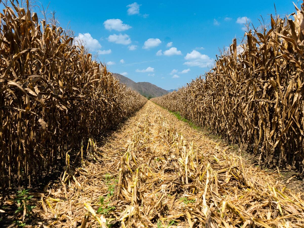 Fenalce alerta sobre la falta de garantías para sembrar maíz en Colombia