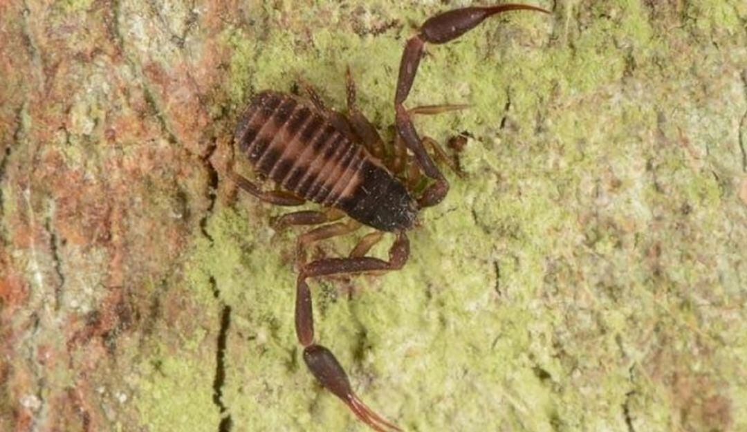 Pseudoescorpión Cystowithius Ankeri