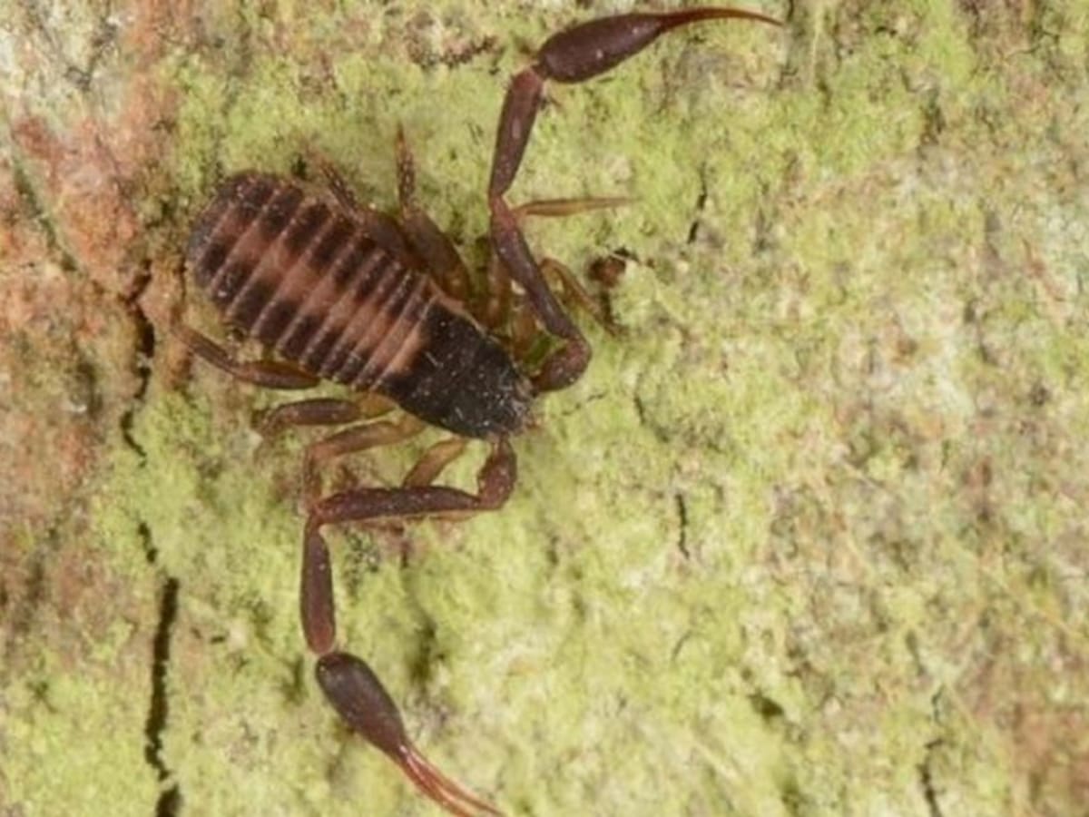 Descubierta nueva especie de escorpión en la Universidad de Caldas