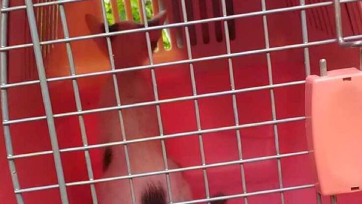 Bucaramanga tendrá móvil para traslado de animales