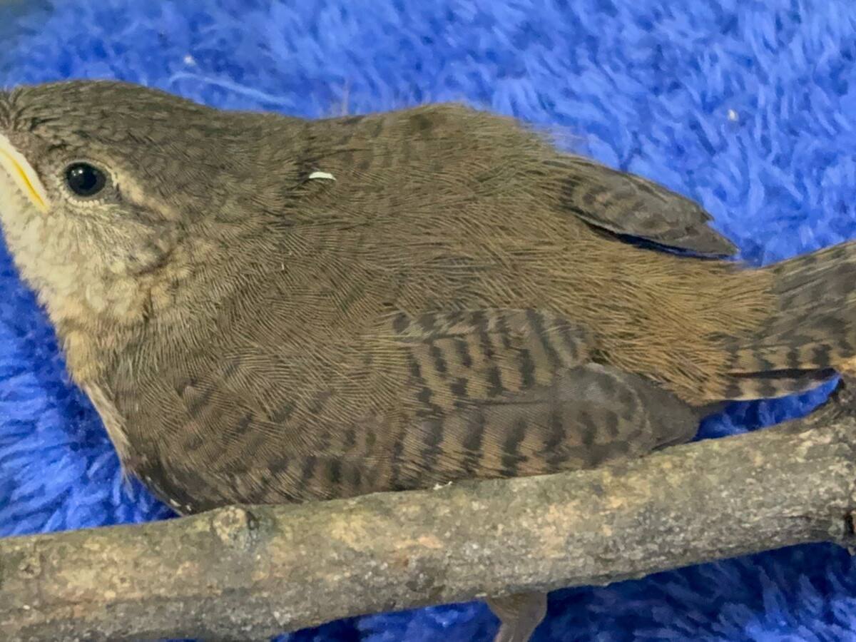 La pólvora vuelve a cobrar víctimas en la fauna: tres aves lesionadas y una zarigüeya fallecida