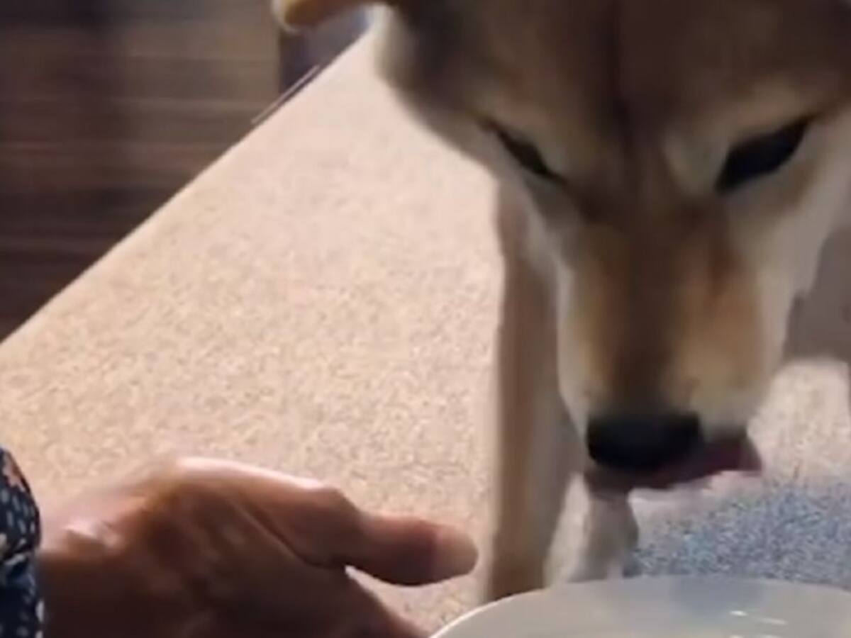 (Video) Perro no se puede contener de la emoción al ver su plato de comida
