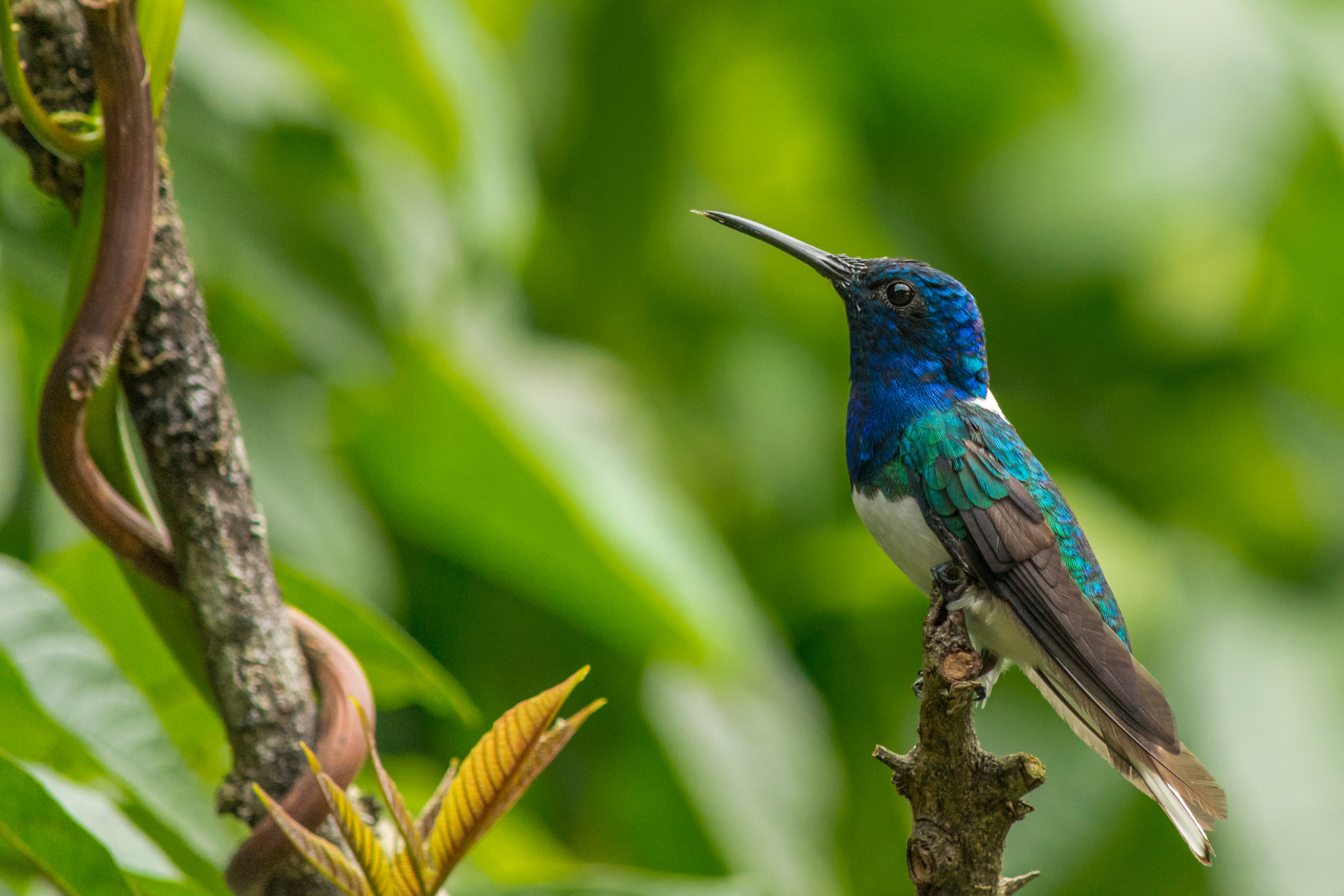 Ciudad del país donde se pueden ver más de 500 especies de aves - Getty Images