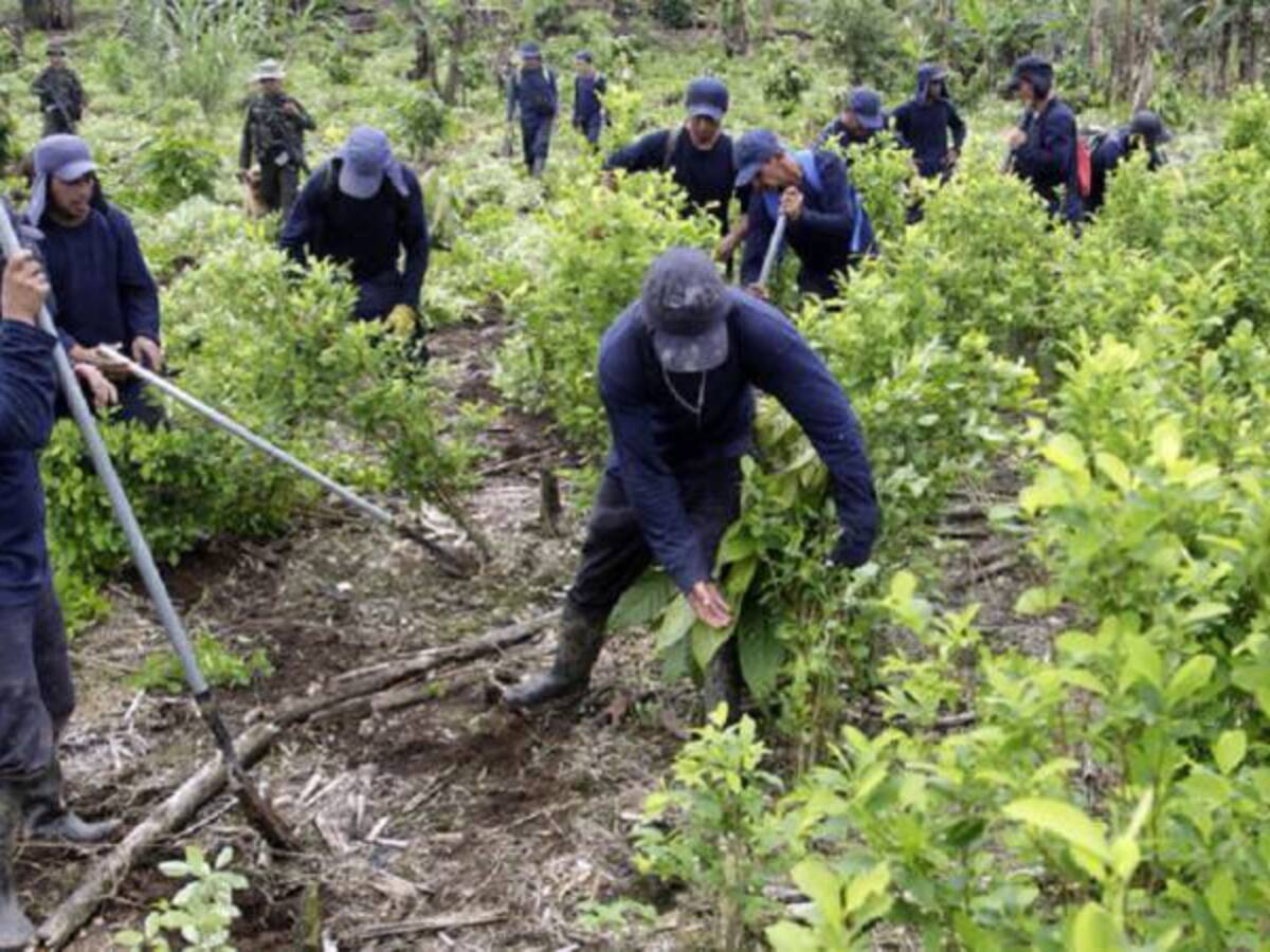 En Jamundí, cerrada la posibilidad de sustitución voluntaria de cultivos