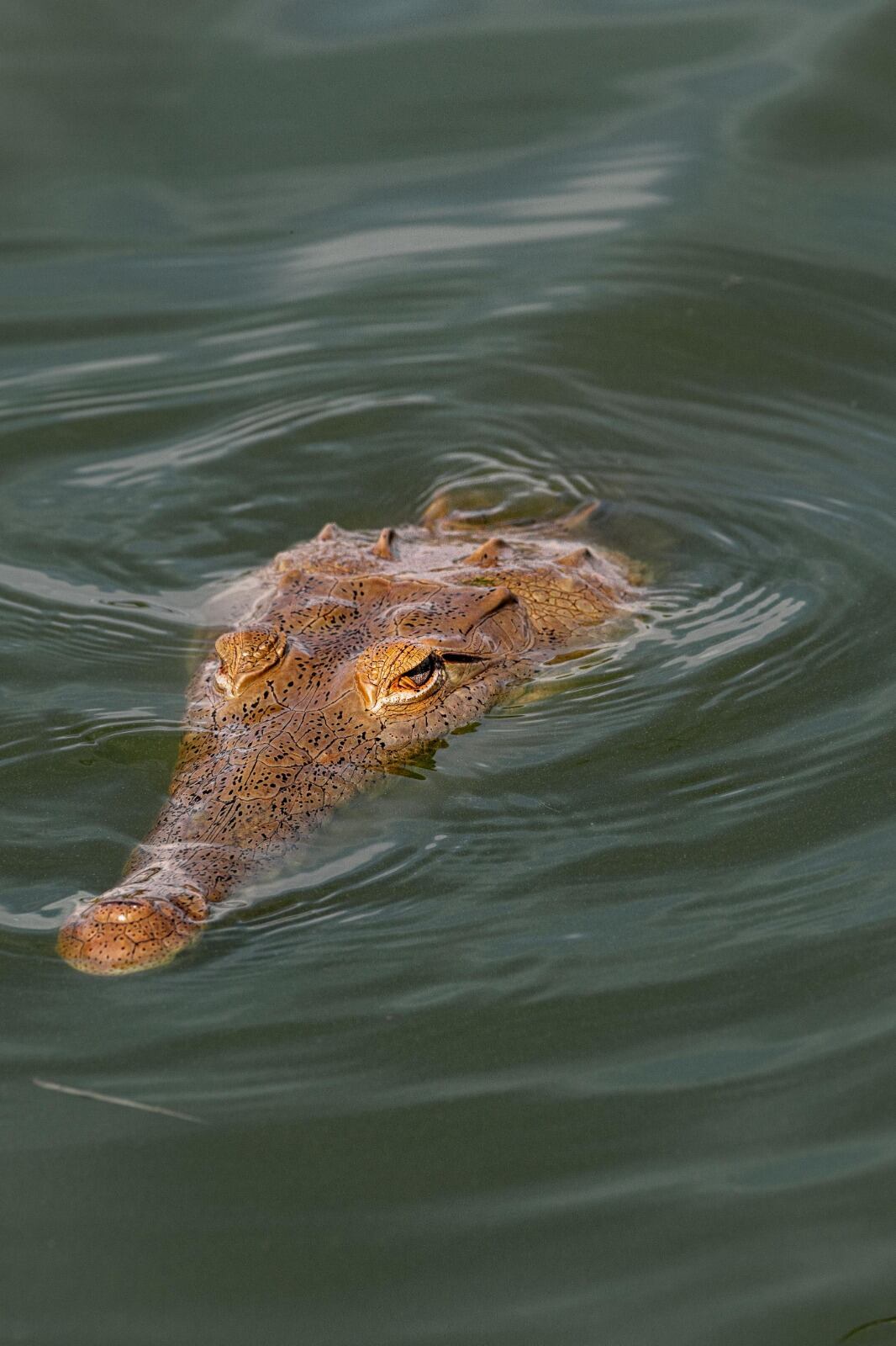 Este trabajo permitirá identificar posibles corredores ecológicos. Foto CAM