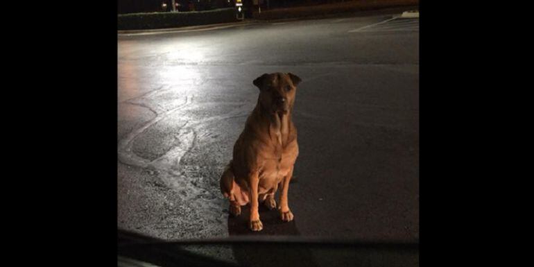 ¡Pillada! Los trucos de una perra para que le den hamburguesas