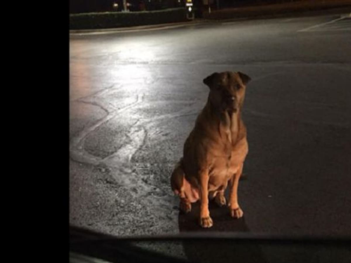 Los trucos de una perra para pedir hamburguesas