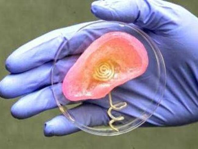 Científicos logran crear un oído humano en un laboratorio